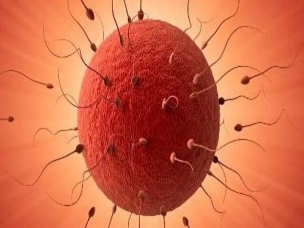 Trứng rụng sống được bao lâu trong tử cung